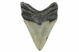 Serrated, Fossil Megalodon Tooth - North Carolina #273927-1